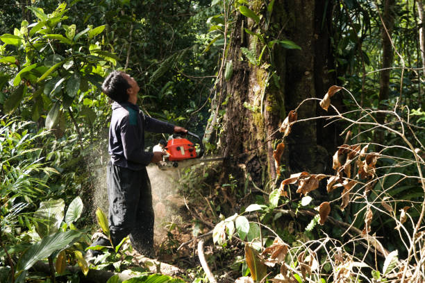  Lake Mary Jane, FL Tree Care Services Pros